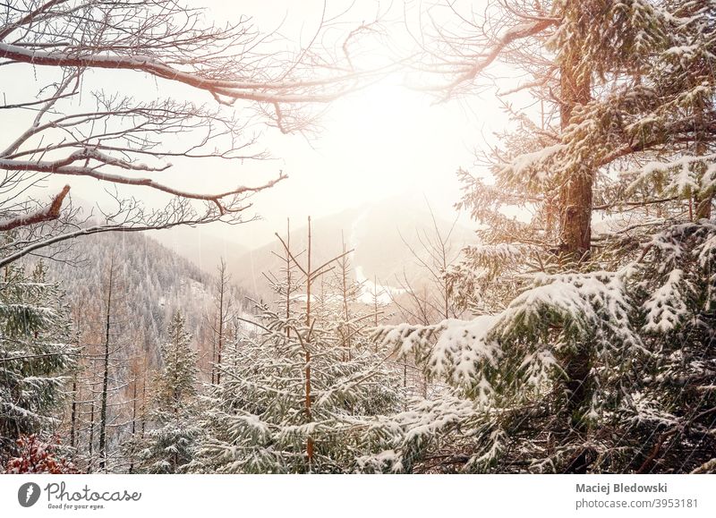 Schneebedeckte Bäume im Tatra-Gebirge, Tatra-Nationalpark, Polen. Berge Winter Wald Landschaft schön Sonne Baum Natur Saison Schneefall Wetter keine Menschen