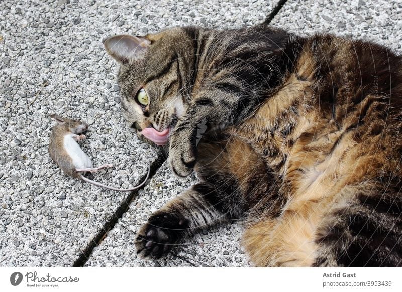 Eine Katze hat eine Maus gefangen und leckt sich schon den Mund katze maus beute freude freuen zunge lecken vorfreude haustier nagetier beutetier hauskatze