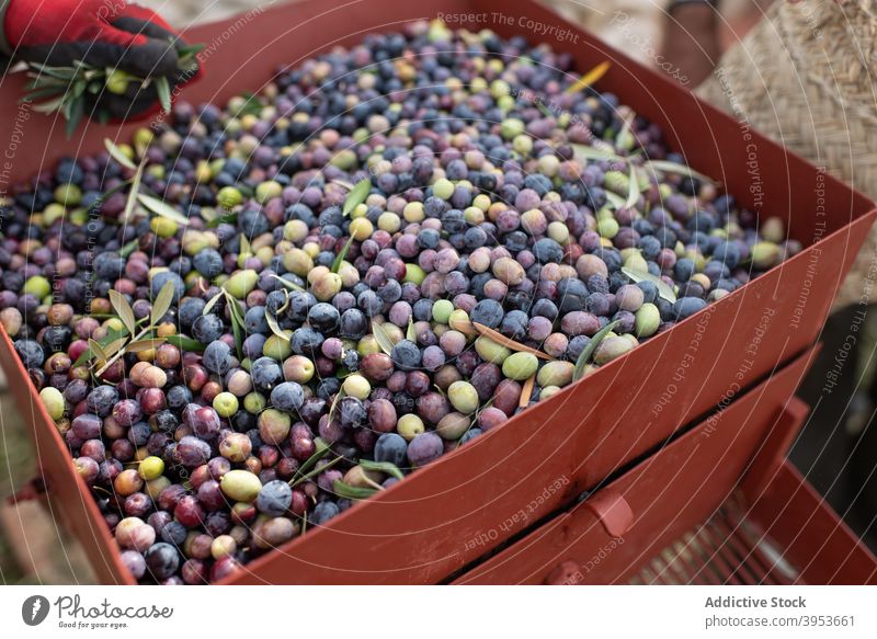 Kiste mit frisch geernteten schwarzen und grünen Oliven im Ackerland oliv Container Landwirt Ernte Landschaft organisch Lebensmittel Gesundheit reif Ackerbau