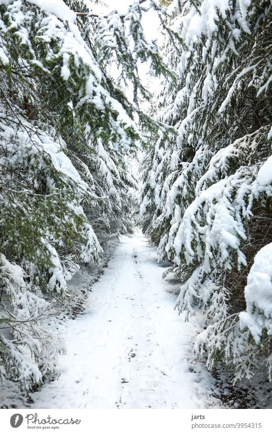 Waldweg im Winter Weg Schnee Tannen kalt weiß Natur Außenaufnahme Baum Menschenleer Farbfoto Tag Umwelt Frost Landschaft Wetter Klima Winterwald Wintertag