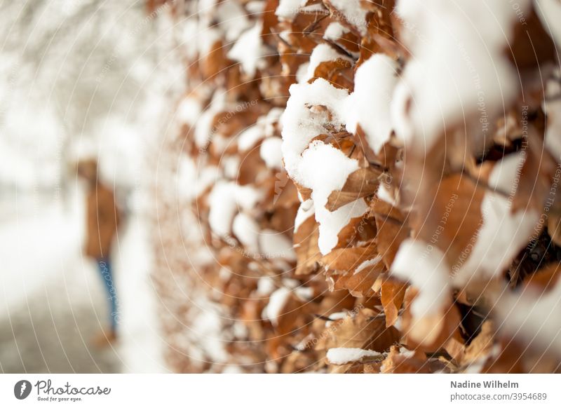 Hainbuche im Schnee Buche Hecke Unschärfe Unschärfe im Hintergrund unschärfe im vordergrund Natur Außenaufnahme kalt Tag Nahaufnahme Pflanze Winterstimmung