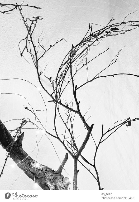 Äste und Zweige Zweige u. Äste Schwarzweißfoto schwarz weiss grafisch linear Baum Natur Menschenleer Winter Tag grau kalt Kontrast Ast Licht Pflanze trocken