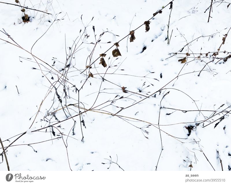 Gräser im Schnee Vogelperspektive Natur Pflanze Außenaufnahme Gras Menschenleer Umwelt Winter Grafik grafisch weiss schwarz braun kalt Eis Farbfoto