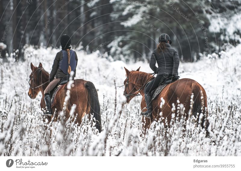 Zwei Personen reiten Pferde im Winter Reitpferd Reiten Frauen Schnee weiß Mitfahrgelegenheit Tier Außenaufnahme Reiter Reitsport Sport Natur Freizeit & Hobby