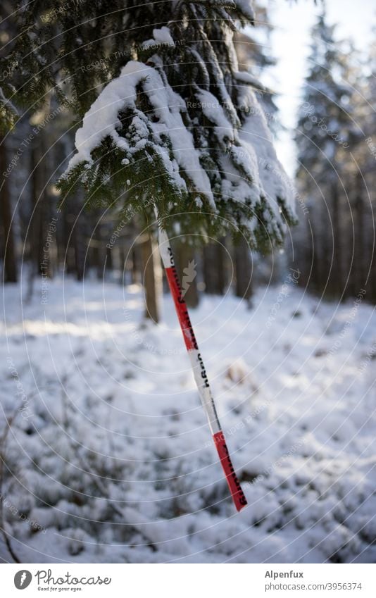 seltene Frucht Wald Schnee Absperrband Corona Absperrung Sicherheit Schutz Pandemie absperrband flatterband Baum Nadelbaum Prävention Corona-Virus Schützen