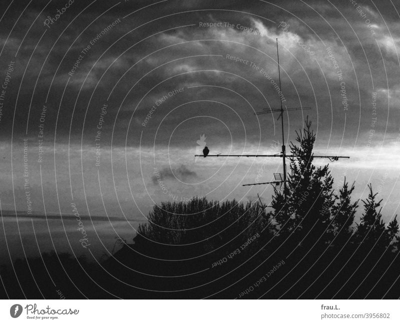 Eine Taube meditiert in den Abendhimmel dunkel Stadt Dächer Antenne Regenwolken Bäume Baum Dach Vogel Himmel Tanne