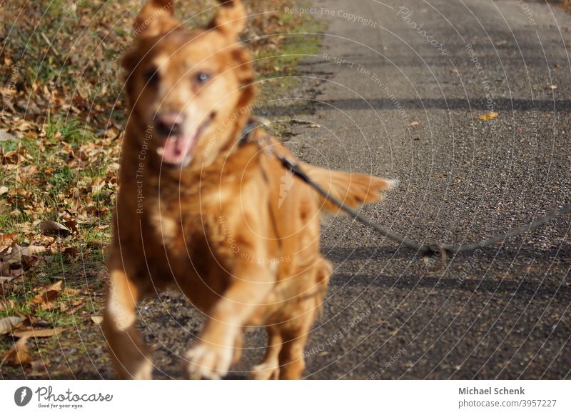 Ein Golden Retriever im Sprint Hund Tier Farbfoto Tierporträt Tiergesicht Erholung Auge Porträt Lifestyle
