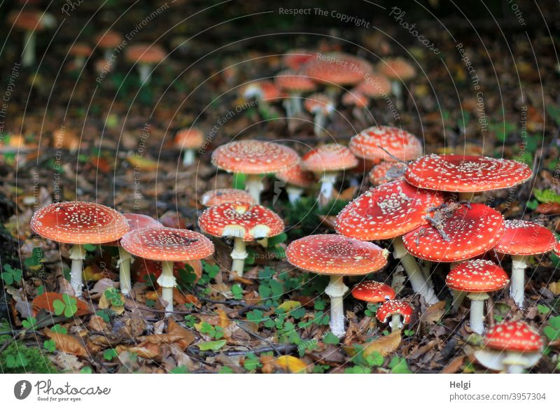 Glückspilze - sehr viele Fliegenpilze dicht beieinander auf dem Waldboden Pilz Natur Außenaufnahme Farbfoto Herbst Menschenleer Umwelt Schwache Tiefenschärfe