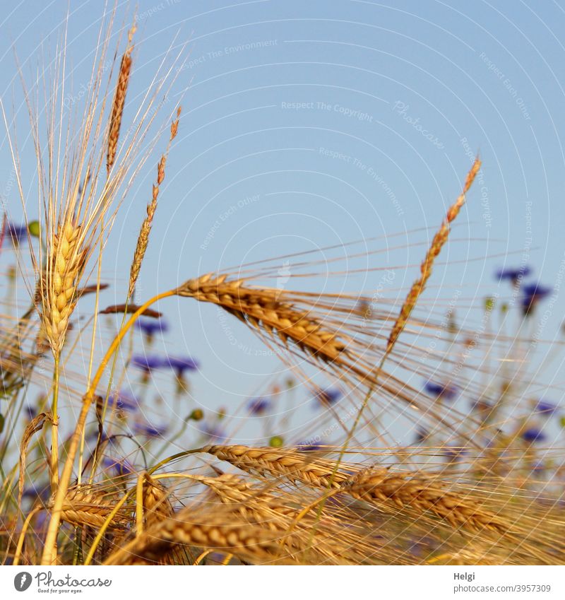 Nahaufnahme reifer Gerstenähren  im Kornfeld, im Hintergrund blühen Kornblumen Ähre Getreide Sommer Lebensmittel Himmel blau schönes Wetter Sonnenlicht Feld