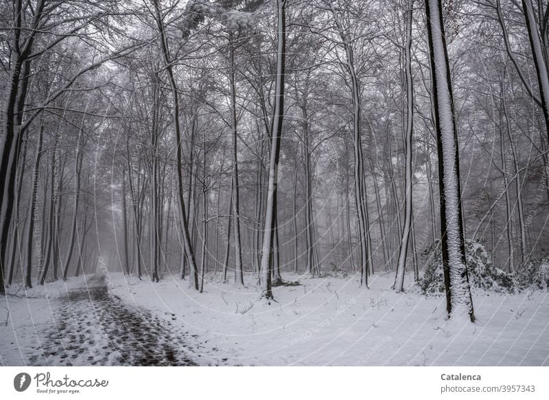 Der Weg führt durch den verschneiten Wald Jahreszeit Weiß Braun Grün Pflanze Natur Landschaft Baum Buche Tageslicht Kälte Winter Schnee Witterung Wetter Waldweg