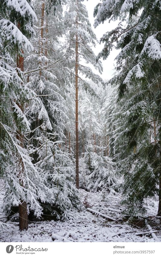 verschneiter Nadelwald / Fichtenwald / Winterstimmung Schnee Baum weiß Wald Totholz Landschaft Frost Winterwald Winterurlaub kalt Natur Umwelt Schneedecke