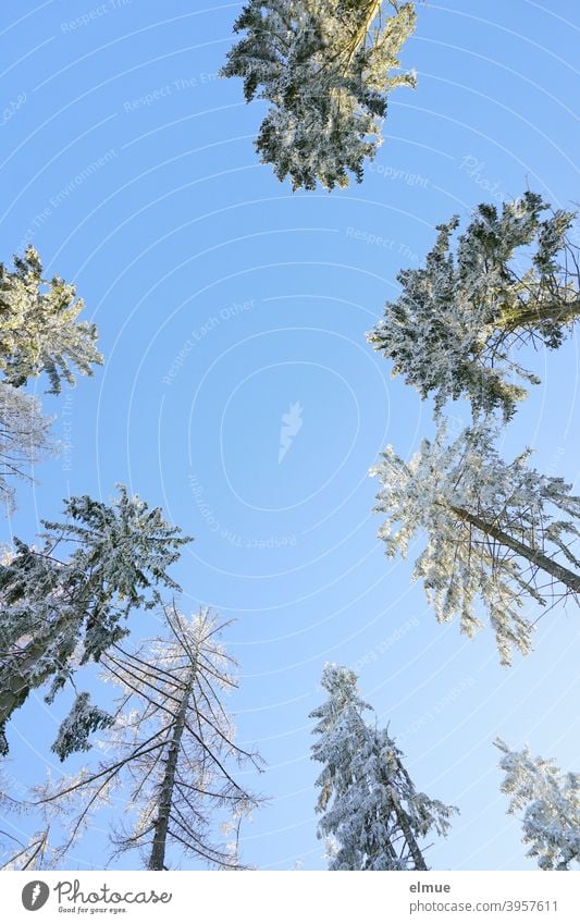 verschneite Nadelbaumkronen aus der Froschperspektive mit blauem Himmel und Sonnenschein / Winterstimmung Baumkronen Wintertag winterlich Winterwald