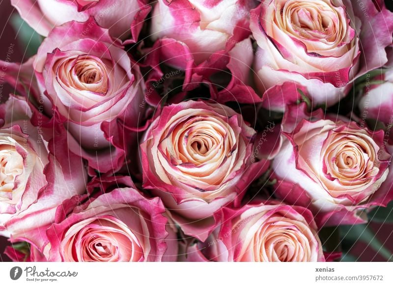 Rosa Blumenstrauß mit romantischen nicht ganz frischen Rosen Strauß rosa Blühend Rosenblüten Duft Sommer Romantik Dekoration & Verzierung Blüte Floristik