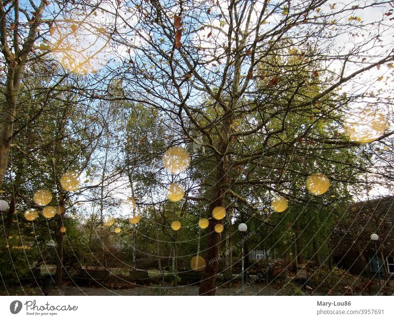 Herbstliche Bäume im Park mit Spiegelung Grünfläche Lampe Außenaufnahme Textfreiraum unten Textfreiraum oben Himmel blau Blick aus dem Fenster Birken golden