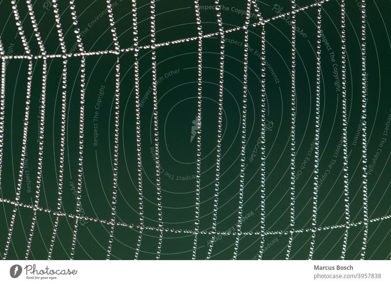 Spinnennetz im Morgentau, Spinnennetz im Morgentau gegenlicht Perlen Radnetz Spiegelungen Tau Tropfen Wassertropfen aufgereiht aufreihen. fein filigran