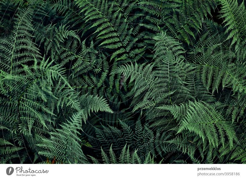 Farnblätter Hintergrund. Nahaufnahme von dunkelgrünen Farnblättern, die im Wald wachsen. Schuss von oben Saison geblümt Dschungel abschließen Ast Botanik