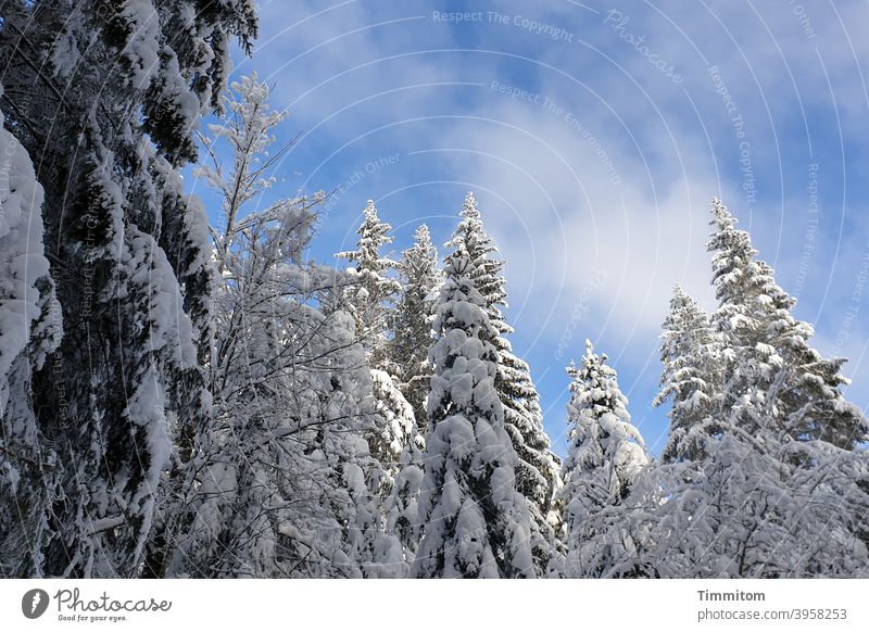 Winterfreuden - schneebedeckte Bäume und schönes Wetter kalt Schnee Baumwipfel Himmel blau Wolken Schwarzwald Natur Schönes Wetter Menschenleer