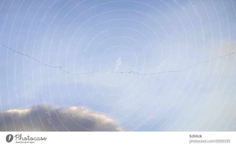 Viele viele Kraniche ziehen  vor blauem Himmel der Sonne entgegen Vögel Formation Flug Formationsflug Wolke winzig Reise fliegen Zugvögel klein Zugvogel Natur