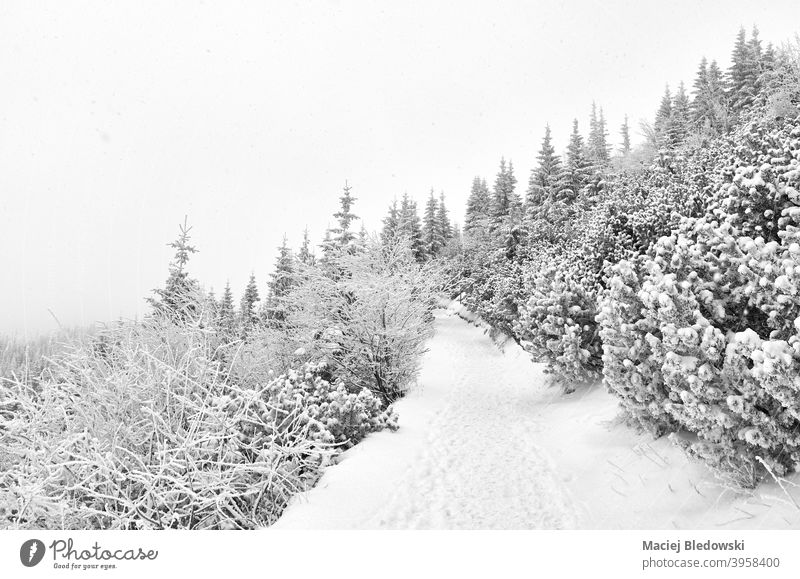 Schwarz-Weiß-Bild eines Bergpfades bei starkem Schneefall. Winter weiß schwarz Weg Nachlauf Wanderung Natur Schneesturm Wald schwarz auf weiß SCHWARZ-WEIß