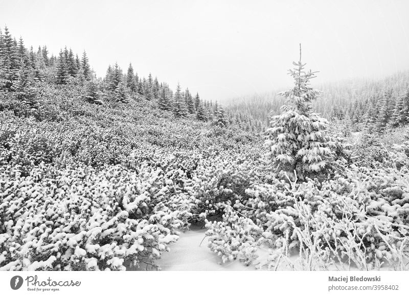 Schwarz-Weiß-Bild einer Berglandschaft bei starkem Schneefall. Winter weiß schwarz Natur Schneesturm Wald Baum schwarz auf weiß SCHWARZ-WEIß Landschaft Nebel