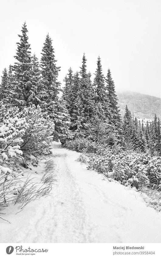 Schwarz-Weiß-Bild eines Bergpfades bei starkem Schneefall. Winter weiß schwarz Weg Abenteuer Berge u. Gebirge Fernweh Nachlauf Wanderung Natur Schneesturm Wald