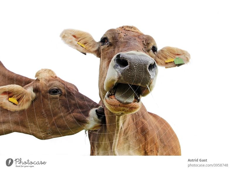 Lustiges Kuhfoto. Eine Kuh stupft eine andere Kuh am Hals an, so das diese überrascht Muh schreit braunvieh kühe kuh lustig muhen schreien rufen anstupsen