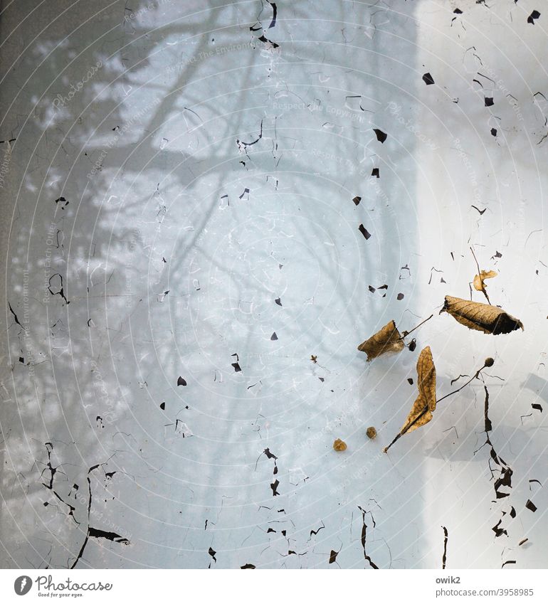 Flüchtig Glas Glasscheibe Reste Spuren Pflanze vertrocknet alt Vergänglichkeit Menschenleer Farbfoto Außenaufnahme Detailaufnahme Verfall Nahaufnahme