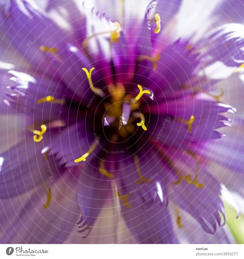Detailaufnahme einer violetten Scabiosa - Blüte mit gelben Staubblättern Blume lila Sommer Pflanze Blühend Gartenblume Staubbeutel Staubblatt Staubfäden