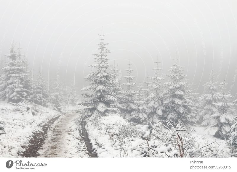 dichter Nebel und etwas Schnee in der Tannenschonung Nebelstimmung Nebelwald Nebelwand Tannenbäume Winter Winterstimmung verschneit Weg Fahrspur mystisch