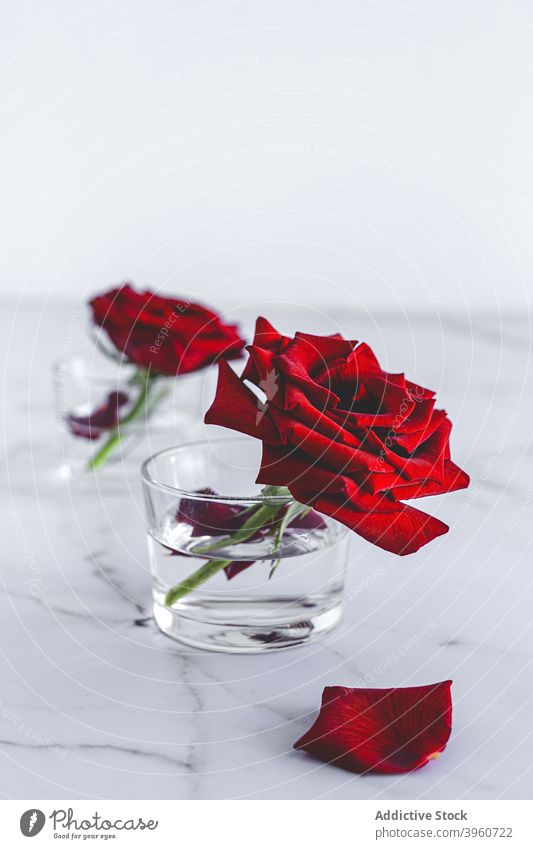 Rote Rosenknospen in Gläsern mit Wasser Roséwein rot Blume Blütenknospen Glas Blütenblatt frisch Blütezeit hell geblümt romantisch Pflanze Flora natürlich schön