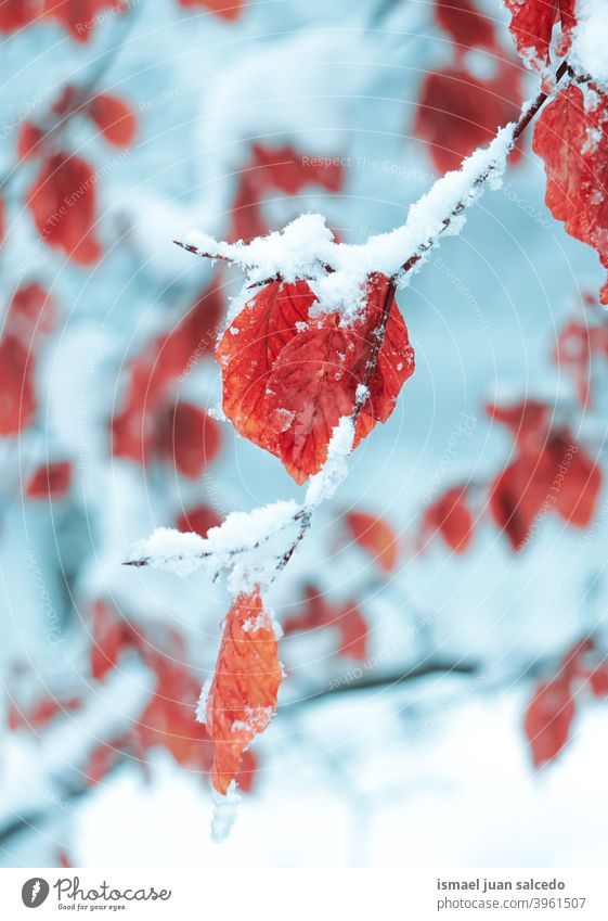 Schnee auf den roten Blättern in der Wintersaison, kalte Tage Niederlassungen Blatt Natur natürlich texturiert Zerbrechlichkeit Frost gefroren frostig weiß Eis