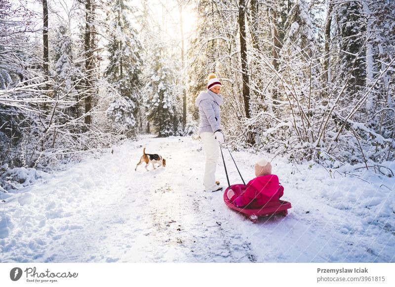 Mutter, die ihr Baby auf einem Schlitten durch den Winterwald zieht. Hintergrund offen Wald Familie authentisch ziehend Hund Kind Person Mädchen Weihnachten