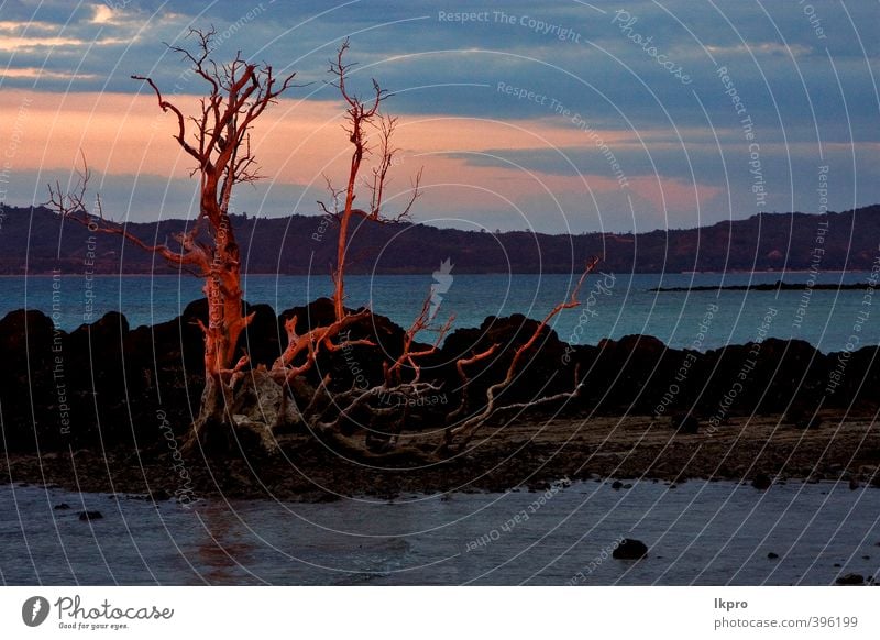 Sonnenuntergang roter Steinbaumhügel in einem braunen Strand in Nos Ferien & Urlaub & Reisen Ausflug Meer Insel Wellen Pflanze Sand Himmel Wolken Baum Blatt