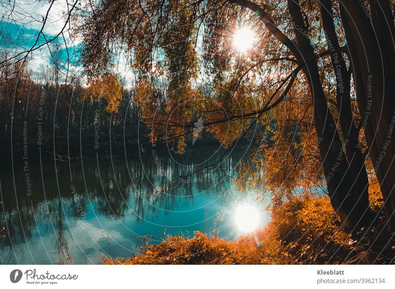 An der schönen blauen Donau  - Herbststimmung am Fluß in dem sich die Sonne spiegelt Herbst, Stimmung Baum Außenaufnahme Landschaft Farbfoto Tag Sonnenlicht