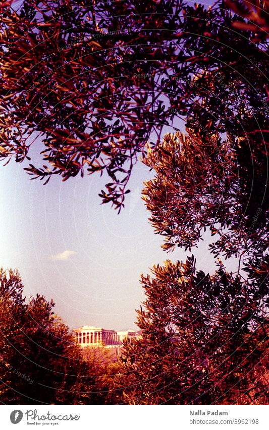 Antikes Gebäude in Athener Oberstadt analog Analogfoto Farbe Akropolis Bäume Äste Himmel Griechenland Parthenon Architektur alt Wahrzeichen historisch antik