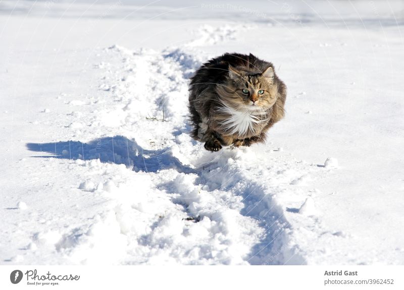 Eine weibliche Norwegische Waldkatze rennt und hüpft im Winter durch den Schnee norwegische waldkatze winter schnee laufen gehen rennen spielen aktiv bewegung