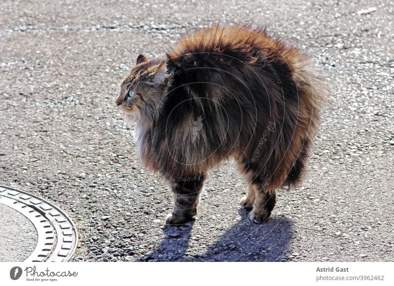 Eine weibliche Norwegische Waldkatze fühlt sich bedroht und macht einen Katzenbuckel und stellt alle Haare auf mimik überrascht überraschung klein dick braun