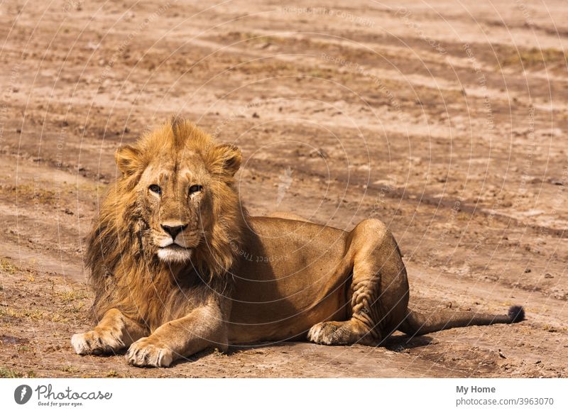 Der große Löwe. Sandige Savanne der Serengeti, Tansania Afrika Afrikanisch Tier entsetzlich Biest Raubkatze Fleischfresser Katze gefährlich dominant Fangzahn