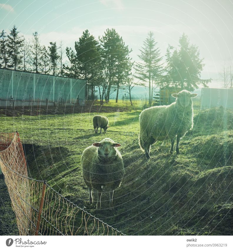 Schafgestellt Tierporträt Nutztier Idylle friedlich geduldig ruhig demütig Zusammensein Vorsicht Freiheit Einigkeit Blick wandern entdecken leuchten Pflanze