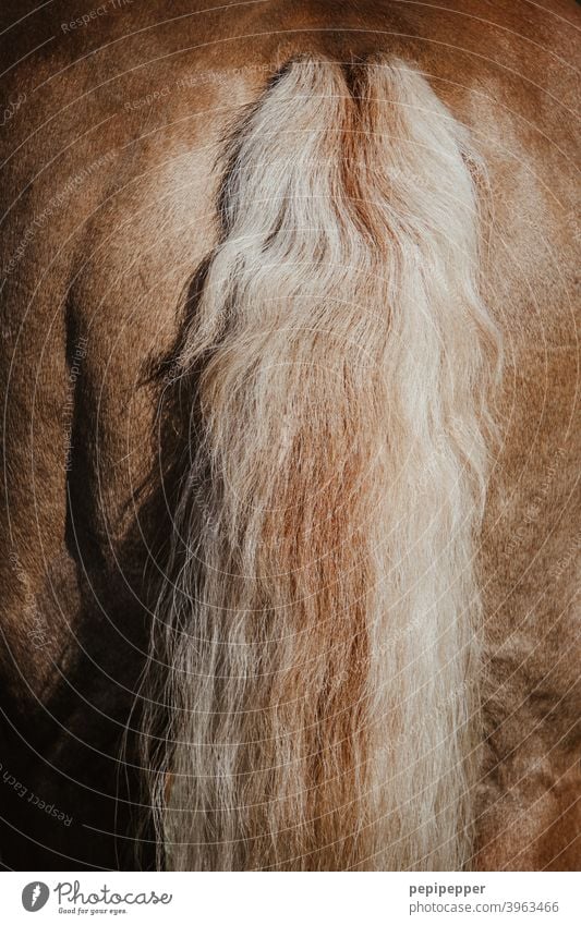 Pferdeschweif Außenaufnahme Makroaufnahme Schwanz Haare & Frisuren Schweif Rücken Fell Mähne braun Detailaufnahme Nutztier Ponys natürlich Tierporträt Wildtier