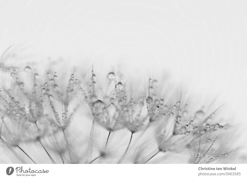 Makro der Schirmchen einer Pusteblume, die mit glitzernden Regentropfen / Tautropfen benetzt sind. Detailansicht. Löwenzahn Detailaufnahme Taraxacum Pflanze