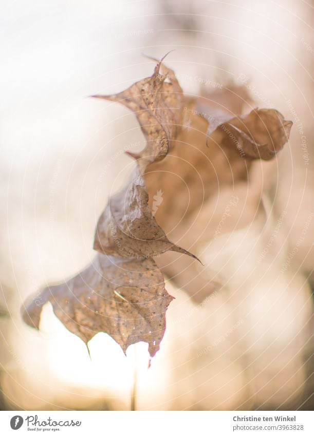 abgestorben | Bizarres trockenes und zusammengerolltes  Ahornblatt im Gegenlicht der tiefstehenden  Sonne Herbstblatt Laub Winter Vergänglichkeit vergänglich