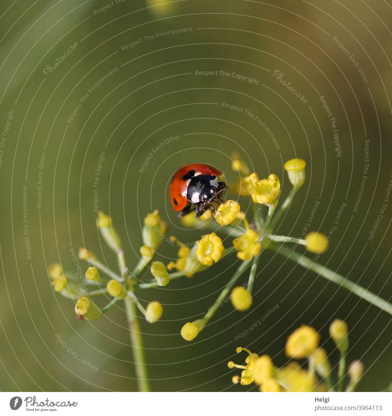 Marienkäfer auf gelber Fenchelblüte Käfer Insekt Glücksbringer Blüte Tier Natur Außenaufnahme Farbfoto Sommer Pflanze krabbeln Nahaufnahme