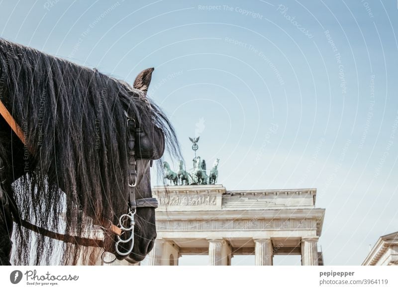 Brandenburger Tor mit Pferd im Vordergrund Berlin Architektur Hauptstadt Quadriga Wahrzeichen Sehenswürdigkeit Außenaufnahme Bauwerk Stadtzentrum Tourismus