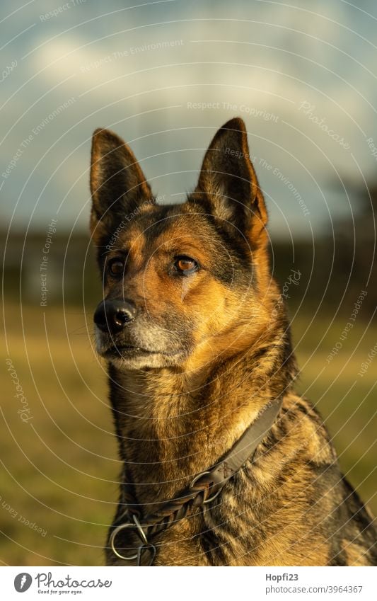 Deutscher Schäferhund auf einer Wiese Hund Haustier Tier Farbfoto Tierporträt Außenaufnahme Fell niedlich Blick Menschenleer Wachsamkeit beobachten Natur