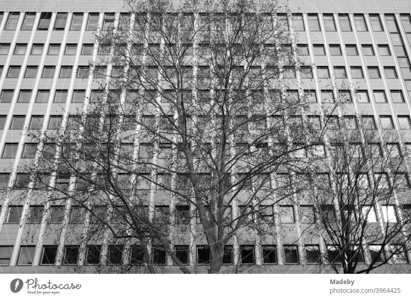 Großer alter Baum ohne Blätter im Winter vor der Fassade eines modern Bürogebäude mit vielen Fenstern im Westend von Frankfurt am Main in Hessen Hochhaus