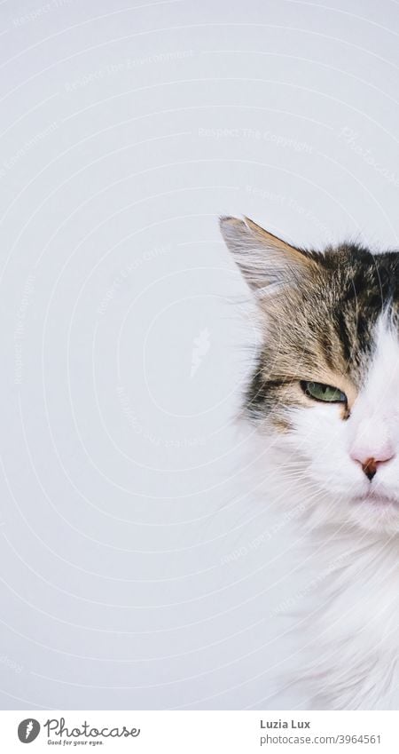 angeschnittenes Porträt einer Katze, langhaarig getigert - ein grünes Auge blickt rätselhaft, das Ohr angerissen Kater Katzenporträt Profil Tier Haustier