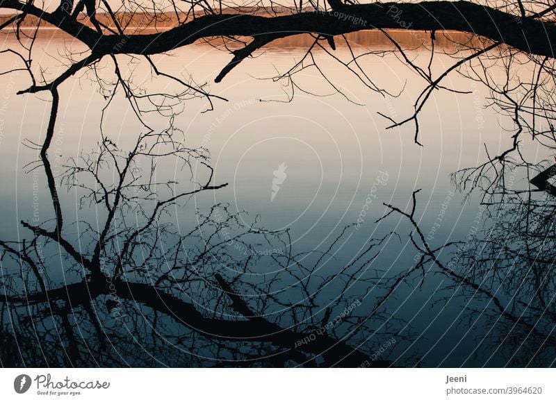 Kalter Wintertag | Spiegelung eines Baumes im See, der dicht über der glatten Wasseroberfläche hängt Stimmung Licht Reflexion & Spiegelung Natur Himmel Seeufer