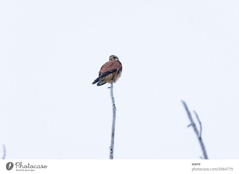 Turmfalke auf einem Zweig mit Rauhreif im Winter Falco tinnunculus Hoarfrost animal bird bird of prey branches cold copy space falconry fast fly frozen hunter