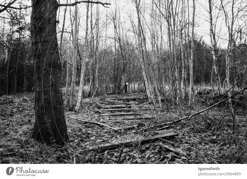 Alter Bohlenweg Im Moor Ein Lizenzfreies Stock Foto Von Photocase